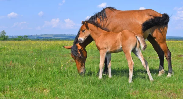 Konie Letnich Pastwiskach Zdjęcie Stockowe