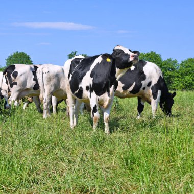 # Güzel inekler yaz otlaklarında #