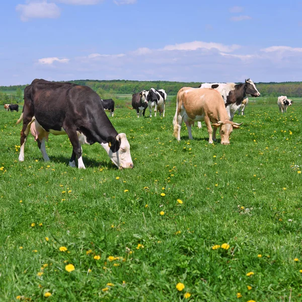 Beautiful Cows Summer Meadow — Stockfoto