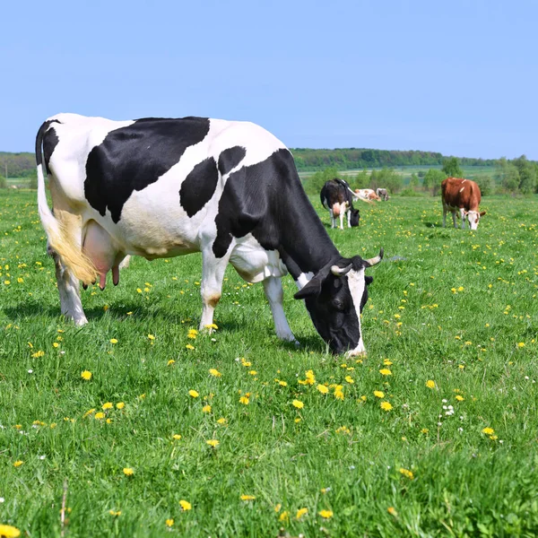 Beautiful Cows Summer Meadow — ストック写真