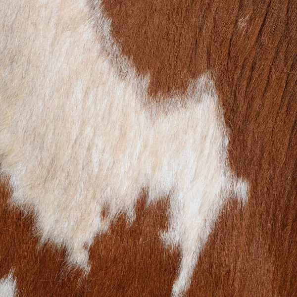 Natural Cow Fur Texture Closeup — 图库照片