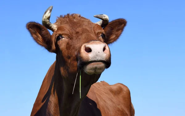 Beautiful Cow Summer Meadow — Zdjęcie stockowe