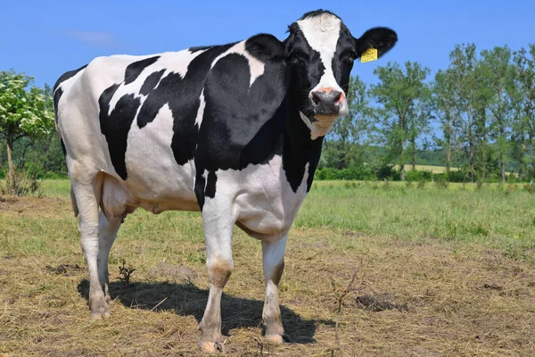 Schöne Kuh Auf Einer Sommerwiese — Stockfoto