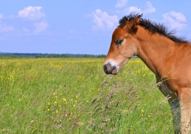 Kırsal kesimde genç ve güzel bir tay