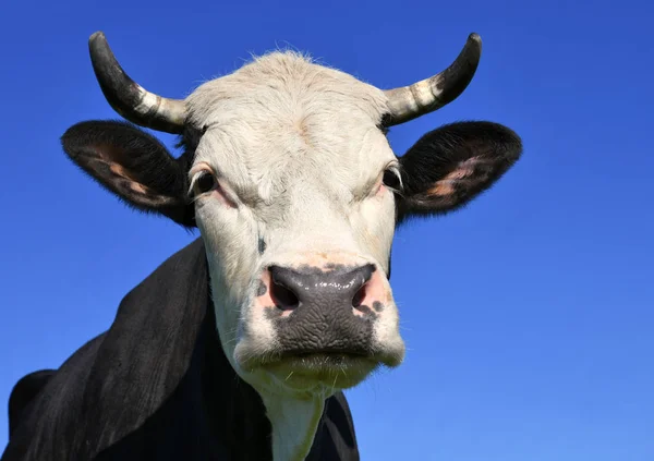 beautiful cow on a summer meadow