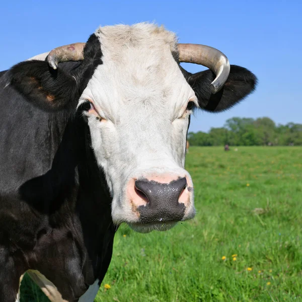 Beautiful Cow Summer Meadow —  Fotos de Stock