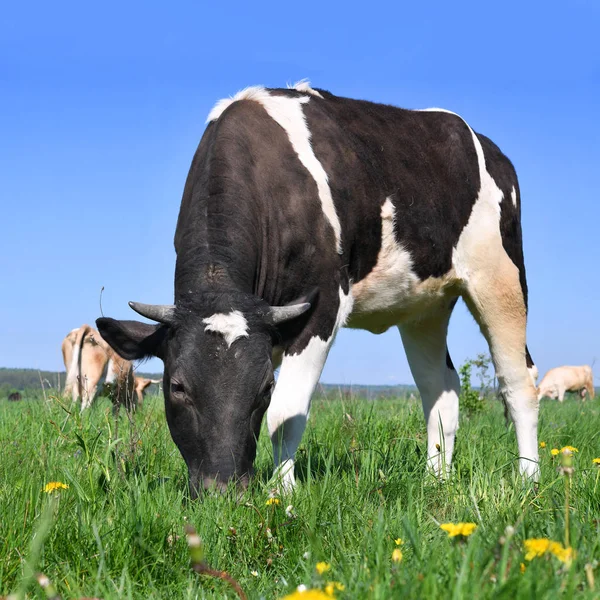 Mooie Koeien Een Zomerweide — Stockfoto