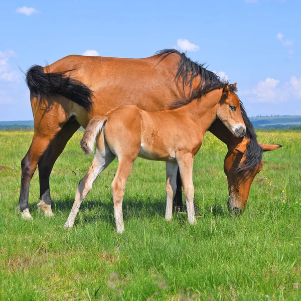 Foal Mare Summer Pasture — Stock Photo, Image
