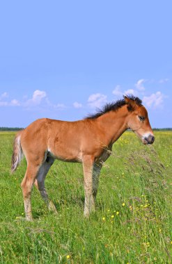 Kırsal kesimde genç ve güzel bir tay