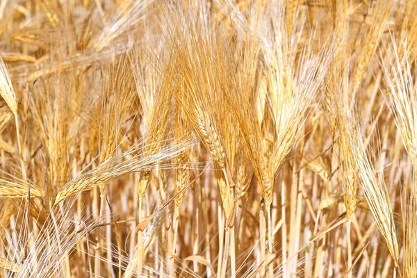 Campo Trigo Agricultura Paisaje Rural — Foto de Stock