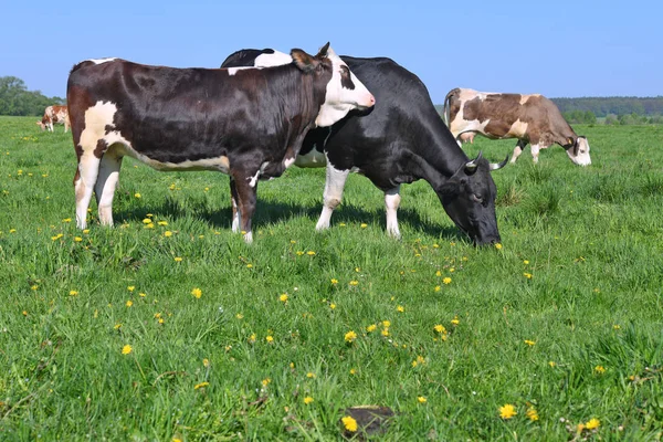 Vacas Hermosas Prado Verano —  Fotos de Stock