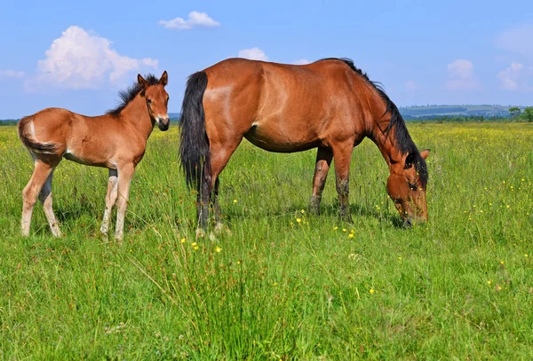 Puledro Con Una Cavalla Pascolo Estivo — Foto Stock