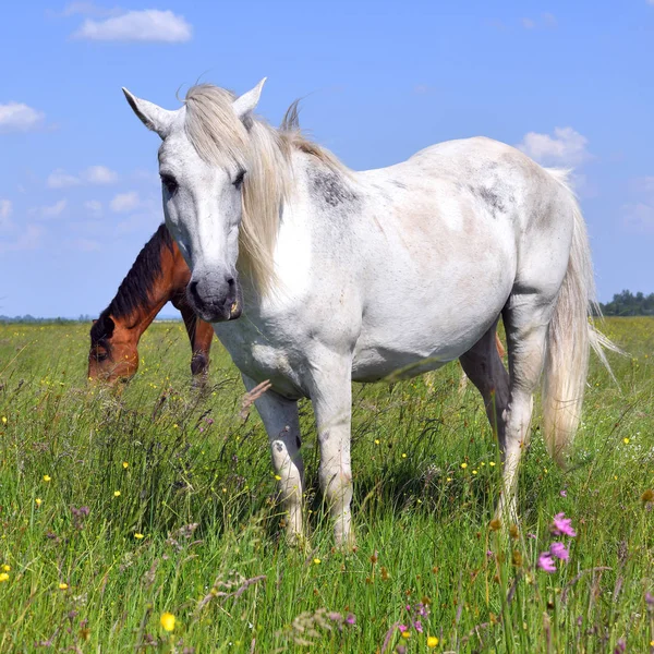 Όμορφα Άλογα Στο Βοσκότοπο — Φωτογραφία Αρχείου