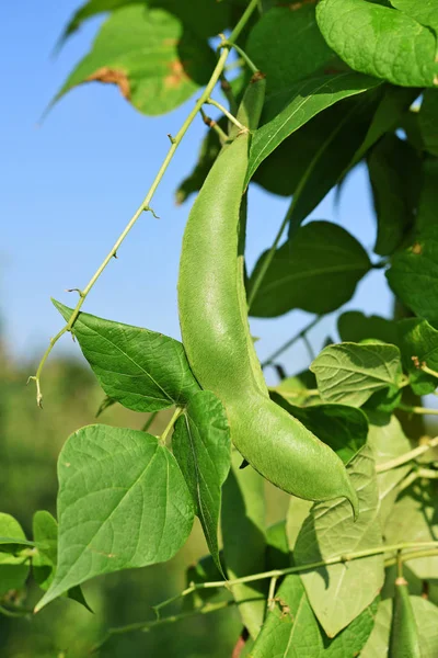 Young Bean Pods Close — Stockfoto