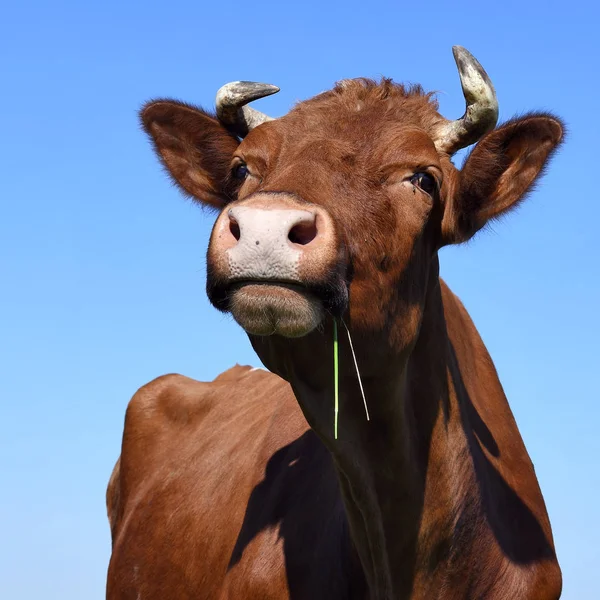 beautiful cow on a summer meadow