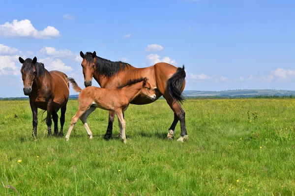 Beautiful Horses Pasture — Stock Photo, Image