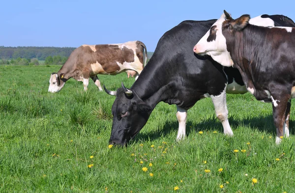 Beautiful Cows Summer Meadow — Stock Fotó