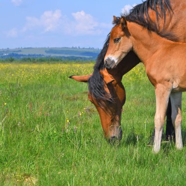 Yaz otlağında bir kısrakla tay