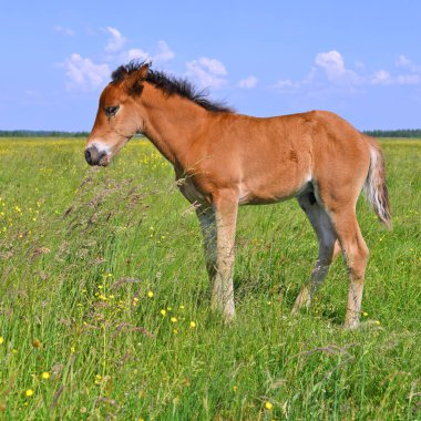young beautiful foal in a rural countryside