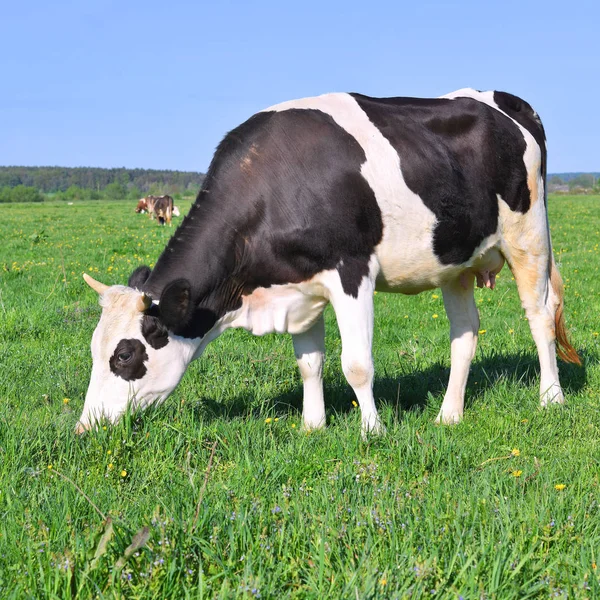 Schöne Kühe Auf Einer Sommerwiese — Stockfoto