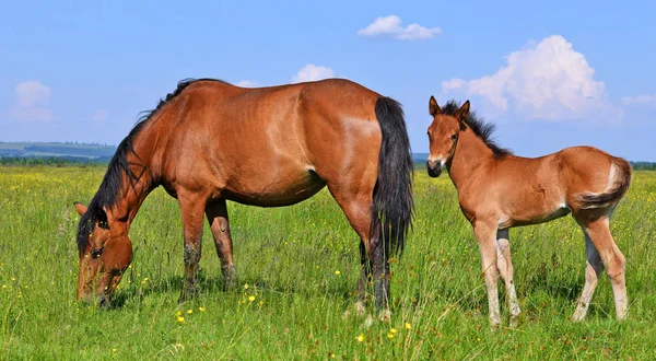 Veulen Met Een Merrie Een Zomerweide — Stockfoto