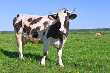 beautiful cows on a summer meadow