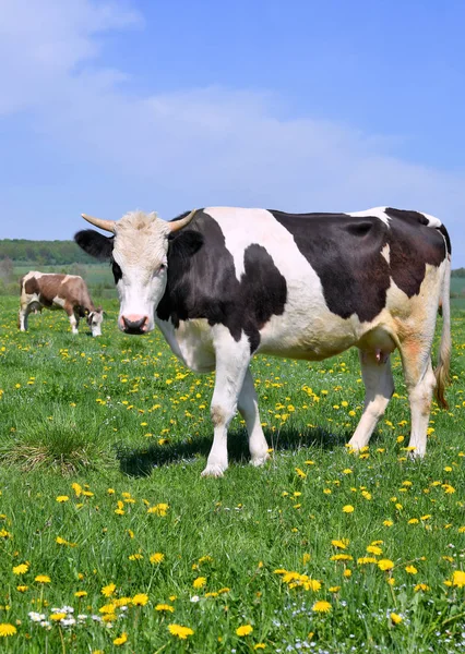 Beautiful Cows Summer Meadow — Zdjęcie stockowe