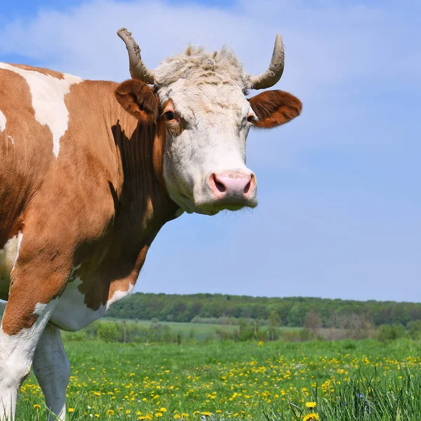 beautiful cow on a summer meadow