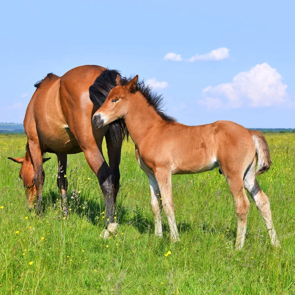 Konie Letnich Pastwiskach — Zdjęcie stockowe