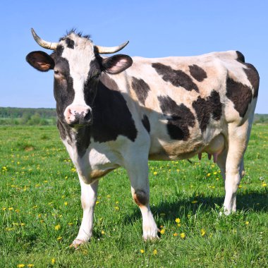 Güzel bir inek yaz çayırında