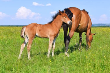 Yaz otlağında bir kısrakla tay