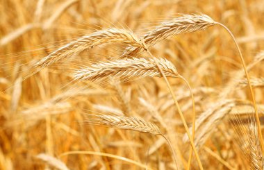 Buğday tarlası, tarım ve doğa geçmişi