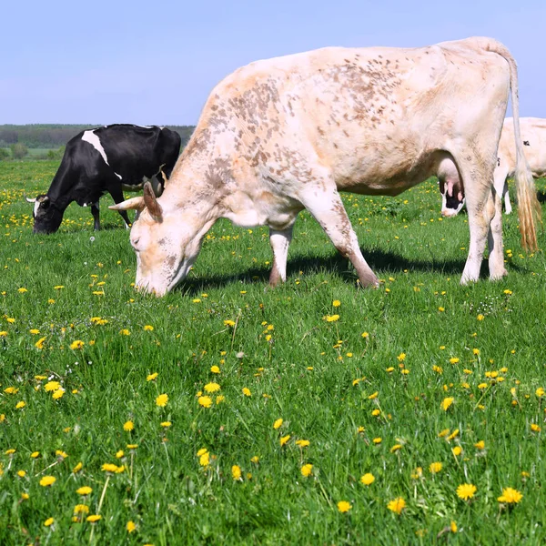 Beautiful Cows Summer Meadow — 스톡 사진