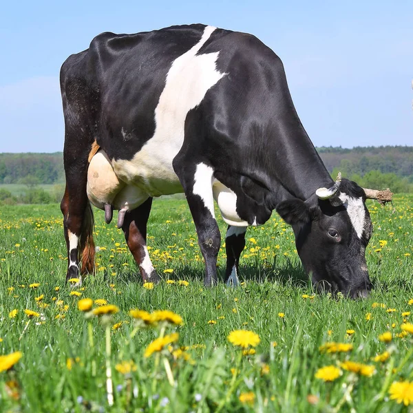 Beautiful Cow Summer Meadow — Stockfoto