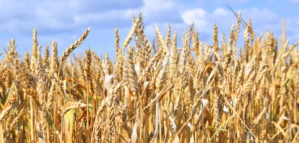 Wheat Field Agriculture Nature Background — Stockfoto