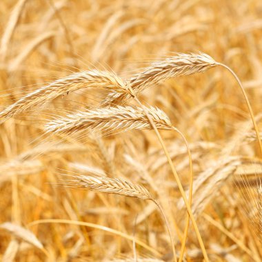 Buğday tarlası, tarım ve doğa geçmişi