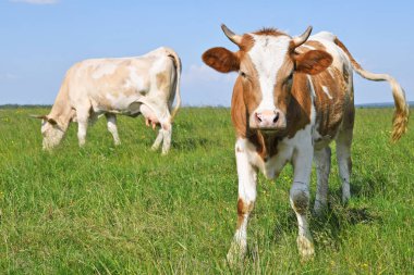 beautiful cows on a summer meadow