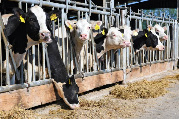 Kalush Ukraine October 2018 Content Calves Canopy Dairy Farm Town — Foto de Stock