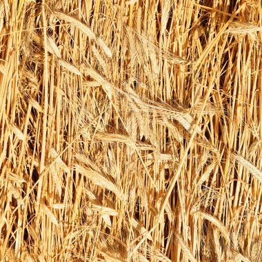 Buğday tarlası, tarım ve doğa geçmişi