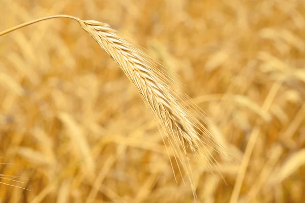 Wheat Field Agriculture Nature Background — Foto Stock