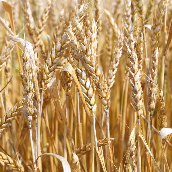 Wheat Field Agriculture Nature Background — Foto Stock