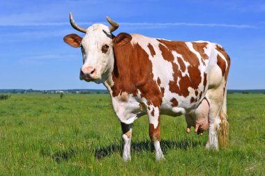 Çayırdaki şirin ineği kapatın.