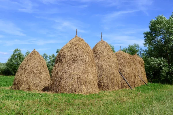 Feno Pilhas Uma Paisagem Rural Verão — Fotografia de Stock