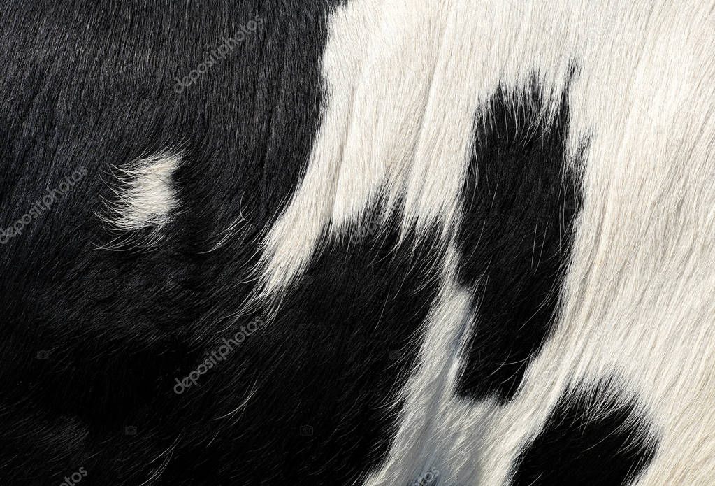 natural cow fur texture closeup
