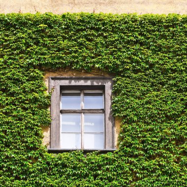 Eski bir binanın pencere
