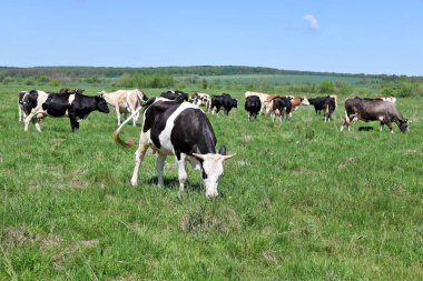 # Güzel inekler yaz otlaklarında #