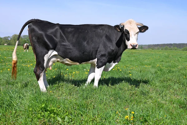 Красивая Корова Летнем Лугу — стоковое фото