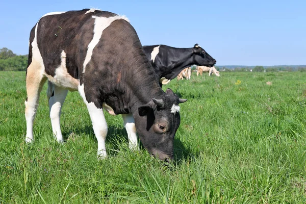 Beautiful Cows Summer Meadow — Stockfoto