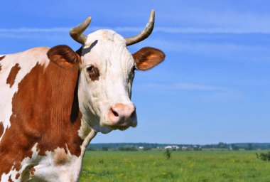 close up of cute cow on meadow
