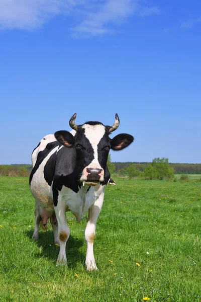 Nahaufnahme Einer Niedlichen Kuh Auf Der Wiese — Stockfoto